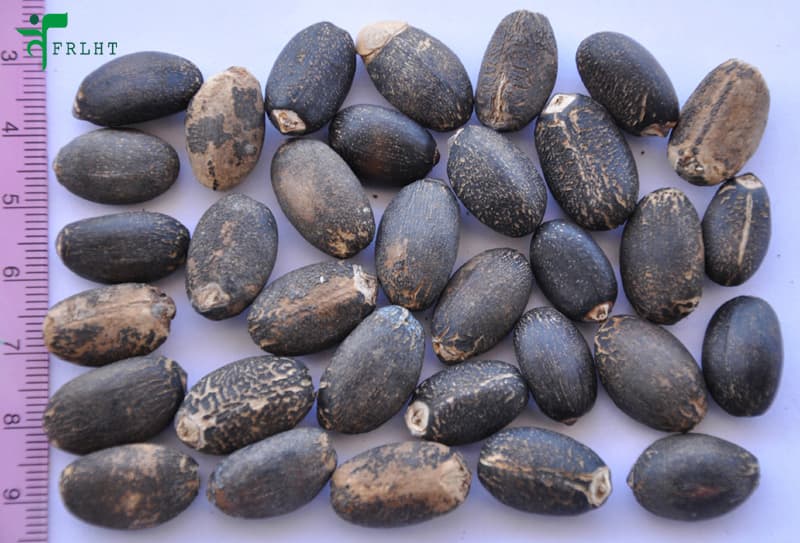 Jatropha Seeds At Competitive Prices for Sale